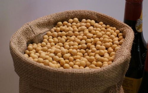 饲料价格 玉米进口打破原单日销售记录,豆粕利好因素增加